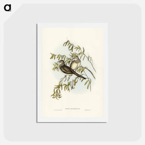 アートポストカード-Peaceful Ground Dove
 - ジョン グールド Postcard.