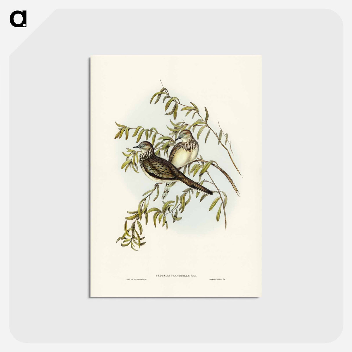 アートポストカード-Peaceful Ground Dove
 - ジョン グールド Postcard.