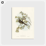 アートポストカード-Peaceful Ground Dove
 - ジョン グールド Postcard.