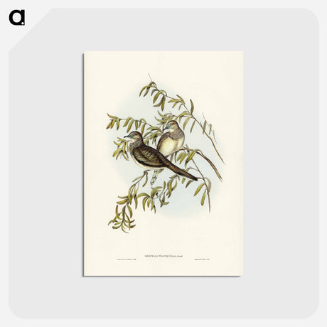 アートポストカード-Peaceful Ground Dove
 - ジョン グールド Postcard.