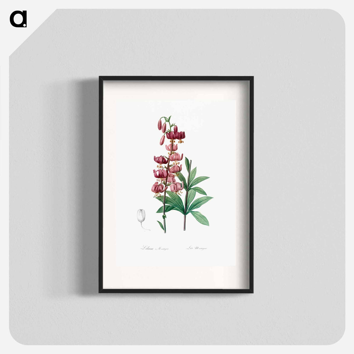 Lilium martagon - Pierre Joseph Redouté Poster.