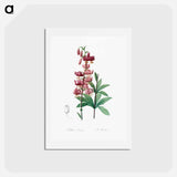 アートポストカード-Lilium martagon - ピエール ジョゼフ ルドゥーテ Postcard.