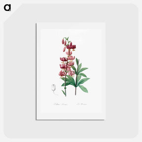 アートポストカード-Lilium martagon - ピエール ジョゼフ ルドゥーテ Postcard.