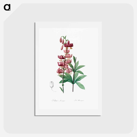 アートポストカード-Lilium martagon - ピエール ジョゼフ ルドゥーテ Postcard.