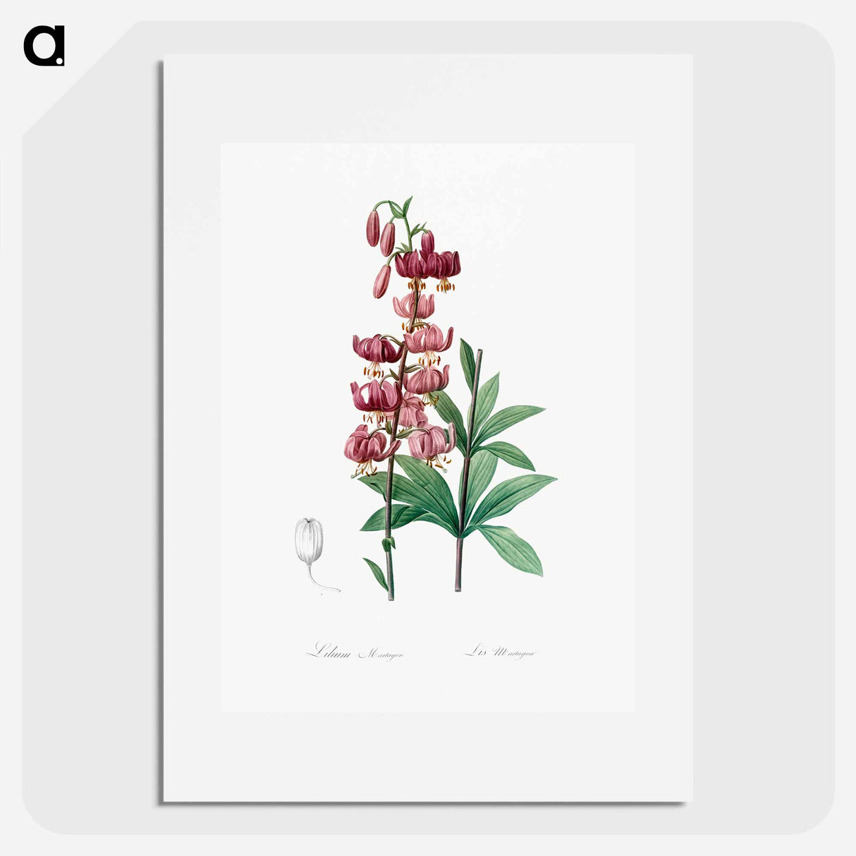 Lilium martagon - Pierre Joseph Redouté Poster.