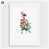 Lilium martagon - Pierre Joseph Redouté Poster.