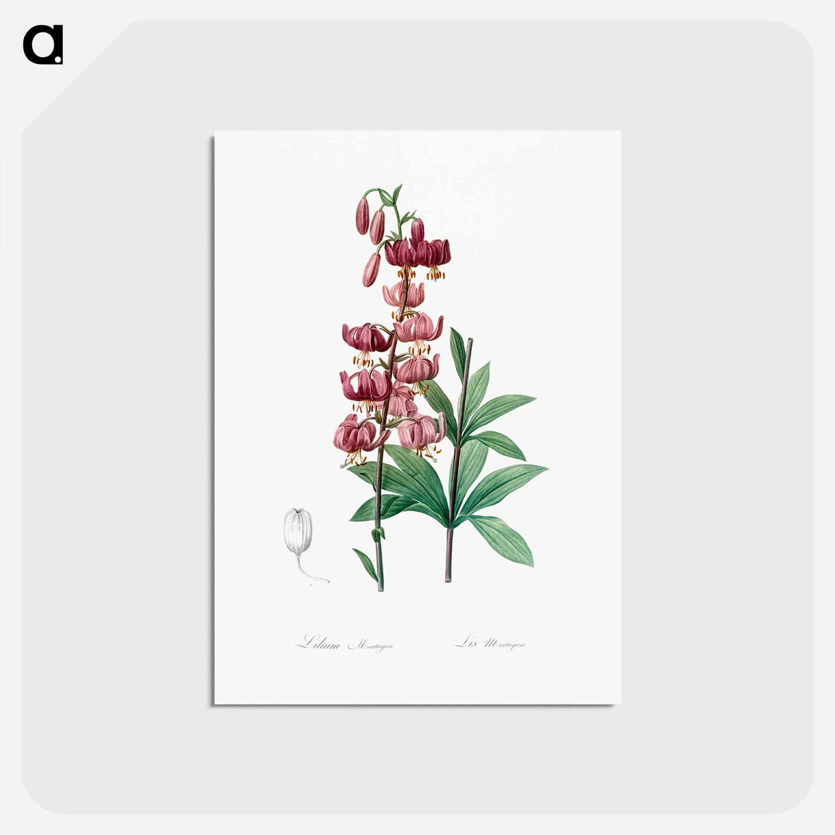 アートポストカード-Lilium martagon - ピエール ジョゼフ ルドゥーテ Postcard.