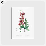 アートポストカード-Lilium martagon - ピエール ジョゼフ ルドゥーテ Postcard.