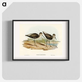 アートポスター-Marsh Sandpiper
 - オーストラリアの鳥 Poster.