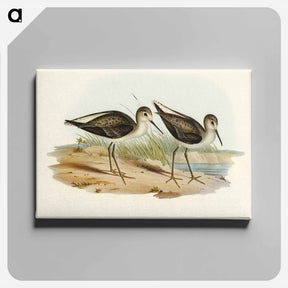 アートパネル-Marsh Sandpiper
 - オーストラリアの鳥 Canvas.