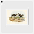 アートポストカード-Marsh Sandpiper
 - オーストラリアの鳥 Postcard.