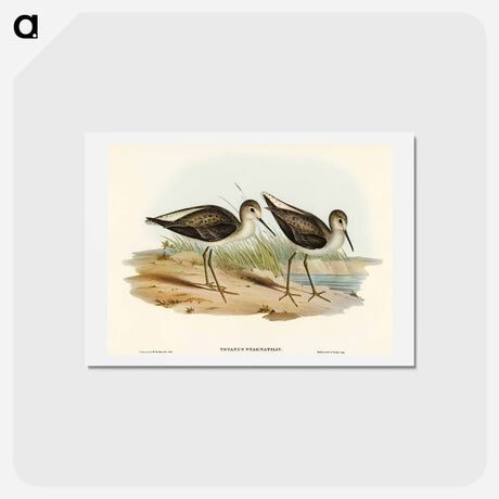 アートポストカード-Marsh Sandpiper
 - オーストラリアの鳥 Postcard.