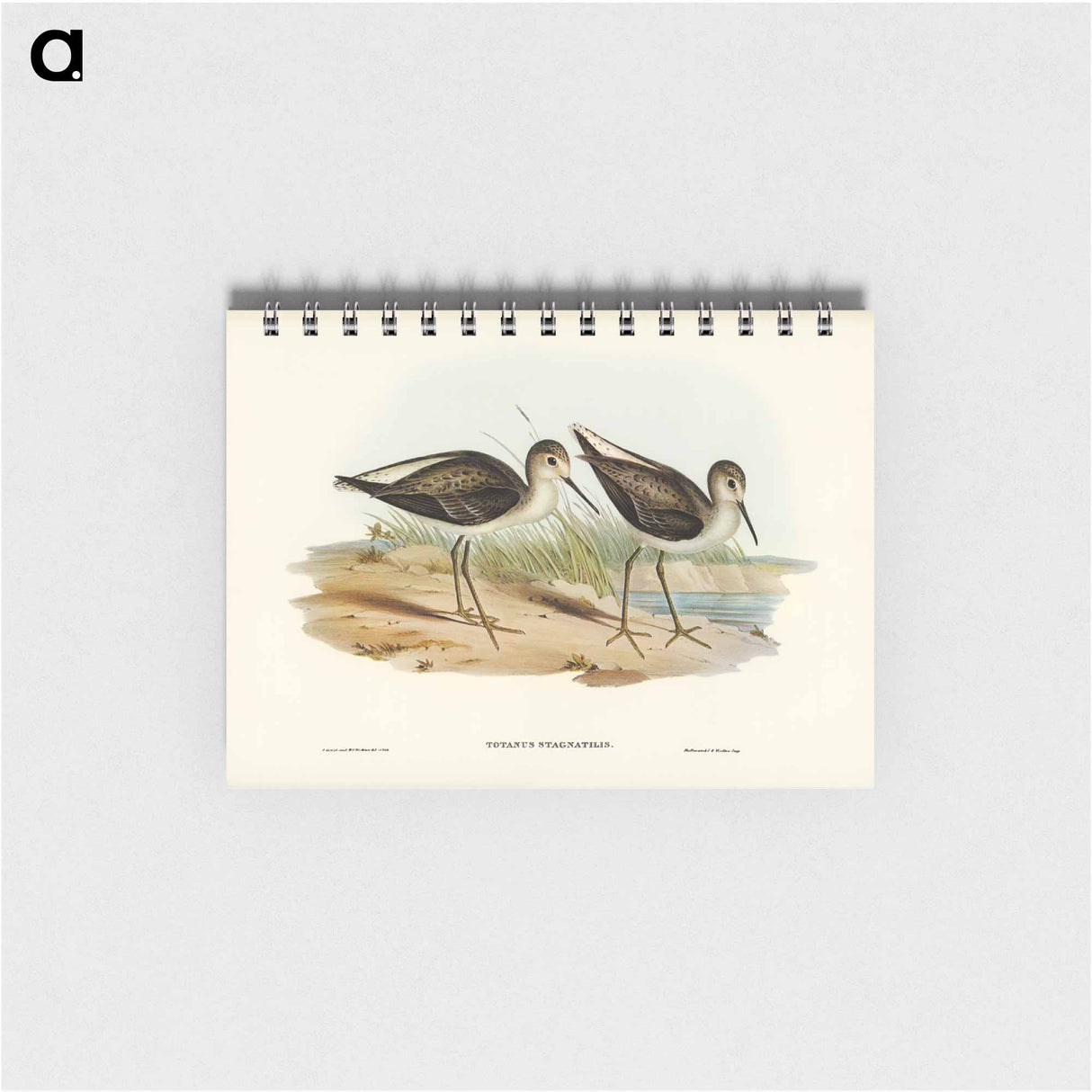 アートメモ帳-Marsh Sandpiper
 - オーストラリアの鳥 Memo.