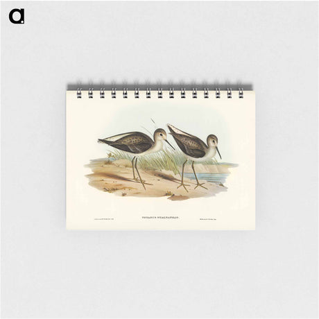 アートメモ帳-Marsh Sandpiper
 - オーストラリアの鳥 Memo.
