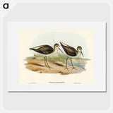 Marsh Sandpiper
 - オーストラリアの鳥 Poster.