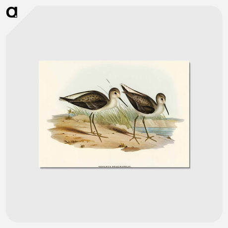 アートポストカード-Marsh Sandpiper
 - オーストラリアの鳥 Postcard.