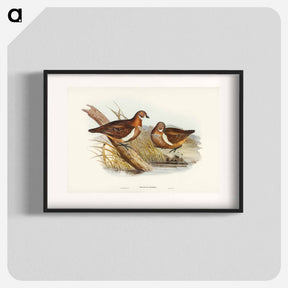 アートポスター-Smith's Partridge Bronze-wing
 - ジョン グールド Poster.