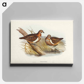 アートパネル-Smith's Partridge Bronze-wing
 - ジョン グールド Canvas.