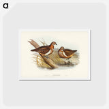 アートポストカード-Smith's Partridge Bronze-wing
 - ジョン グールド Postcard.