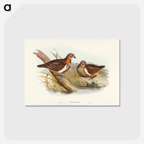 アートポストカード-Smith's Partridge Bronze-wing
 - ジョン グールド Postcard.