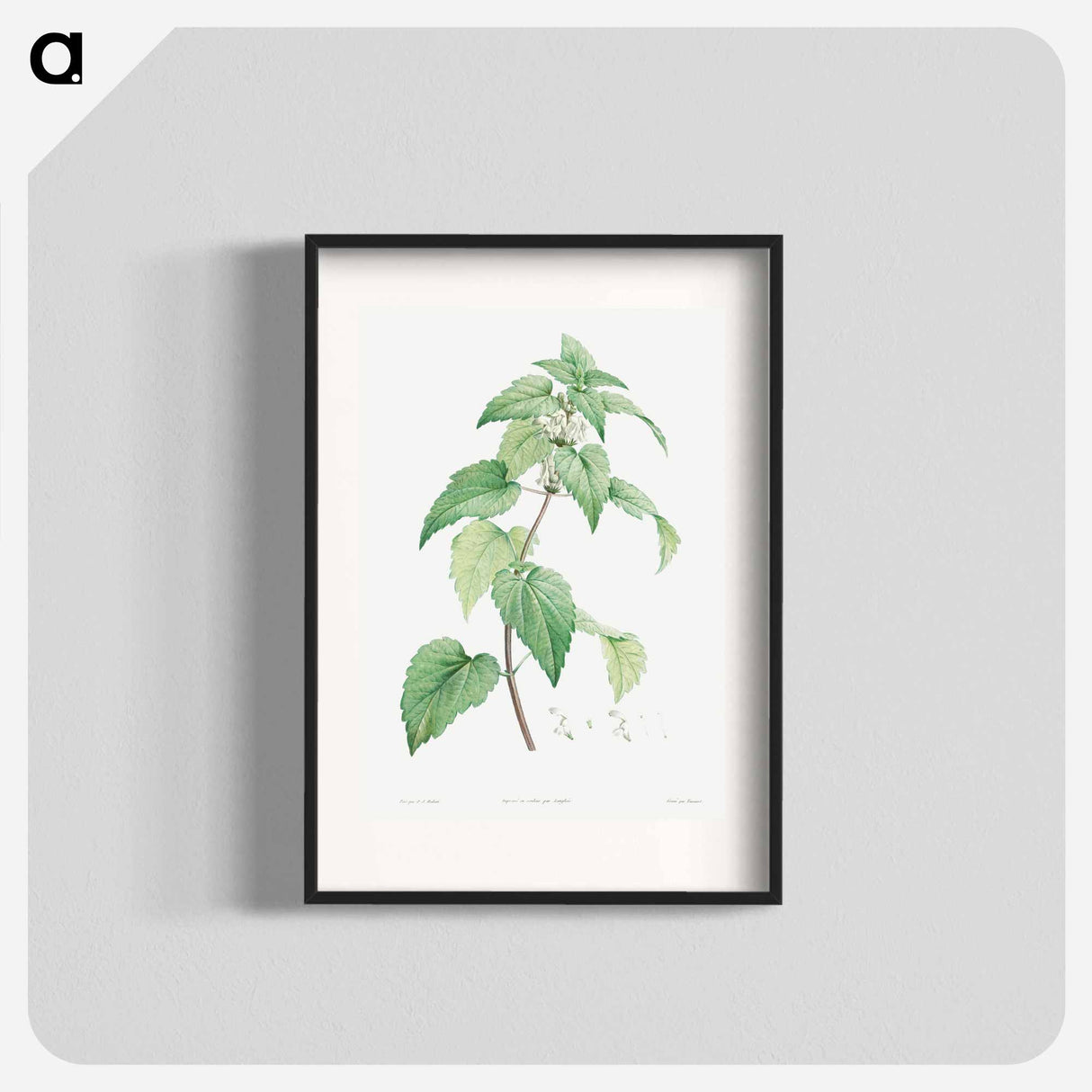 White dead-nettle - Pierre Joseph Redouté Poster.