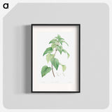 White dead-nettle - Pierre Joseph Redouté Poster.