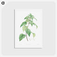 アートポストカード-White dead-nettle - ピエール ジョゼフ ルドゥーテ Postcard.