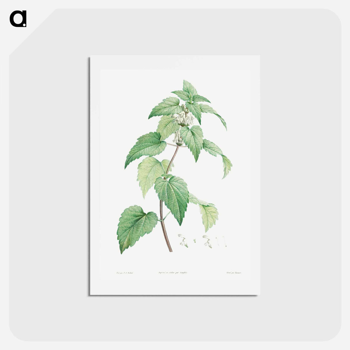 アートポストカード-White dead-nettle - ピエール ジョゼフ ルドゥーテ Postcard.