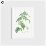 アートポストカード-White dead-nettle - ピエール ジョゼフ ルドゥーテ Postcard.