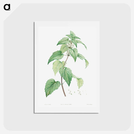 アートポストカード-White dead-nettle - ピエール ジョゼフ ルドゥーテ Postcard.