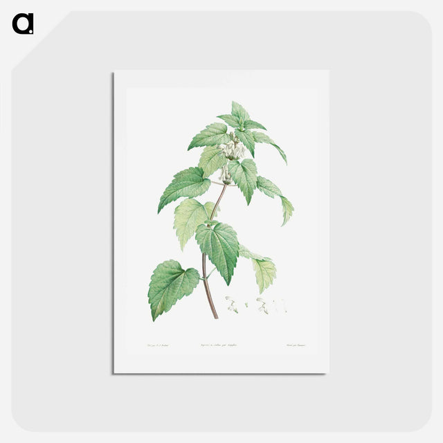 アートポストカード-White dead-nettle - ピエール ジョゼフ ルドゥーテ Postcard.