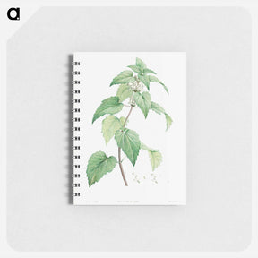 アートメモ帳-White dead-nettle - ピエール ジョゼフ ルドゥーテ Memo.