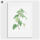 White dead-nettle - Pierre Joseph Redouté Poster.