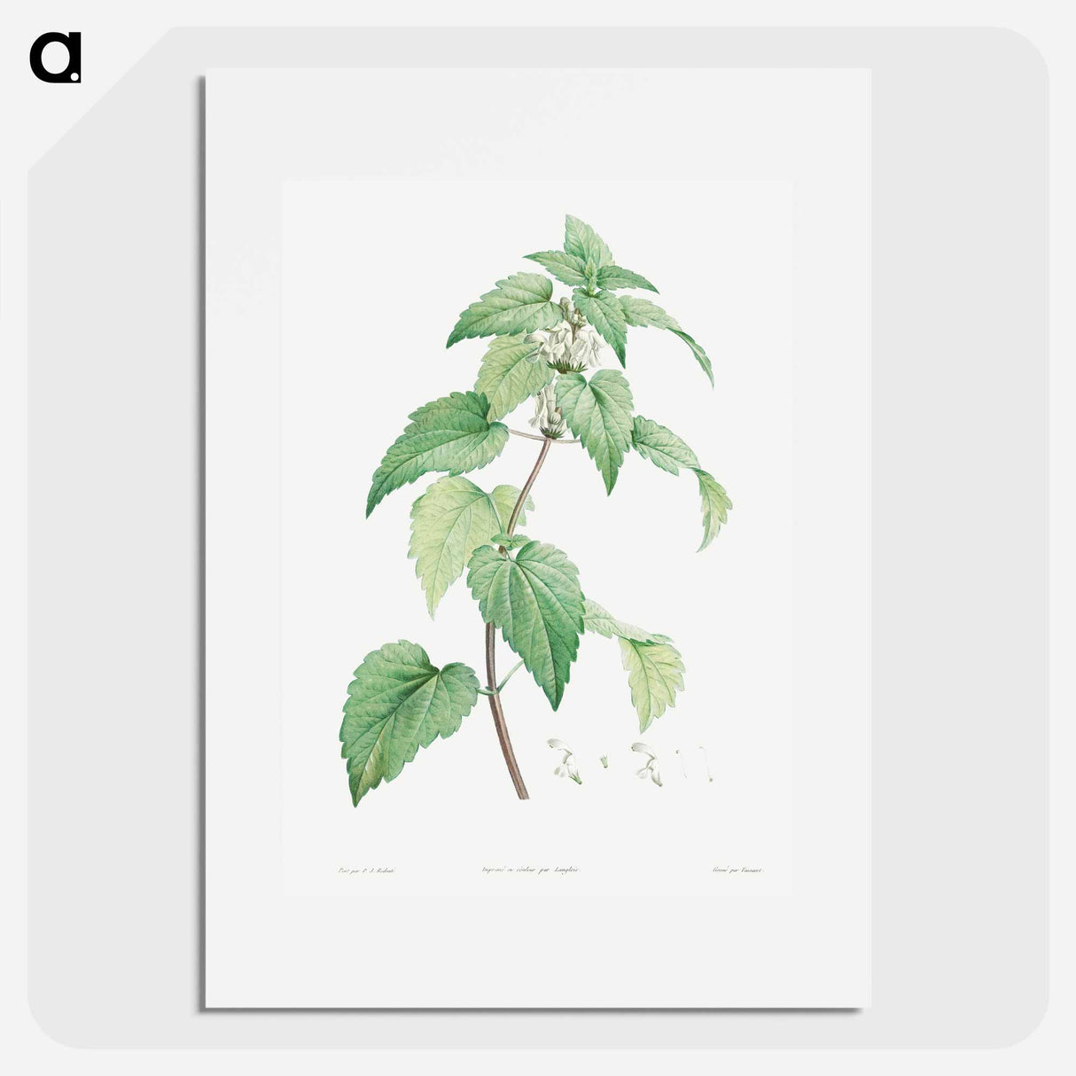 White dead-nettle - ピエール ジョゼフ ルドゥーテ Poster.