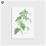 アートポストカード-White dead-nettle - ピエール ジョゼフ ルドゥーテ Postcard.