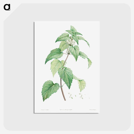 アートポストカード-White dead-nettle - ピエール ジョゼフ ルドゥーテ Postcard.