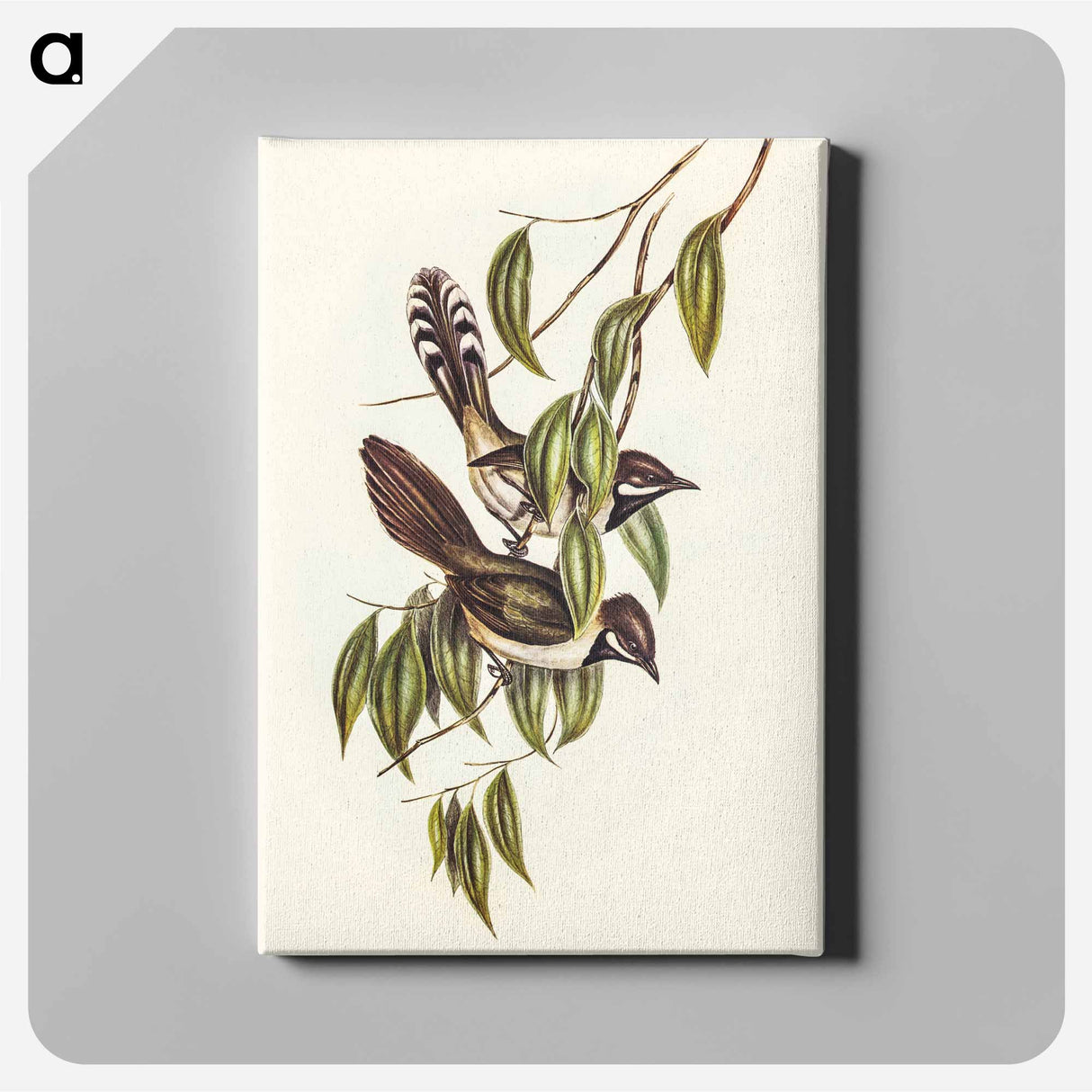 Black-throated Psophodes
 - オーストラリアの鳥 Canvas.