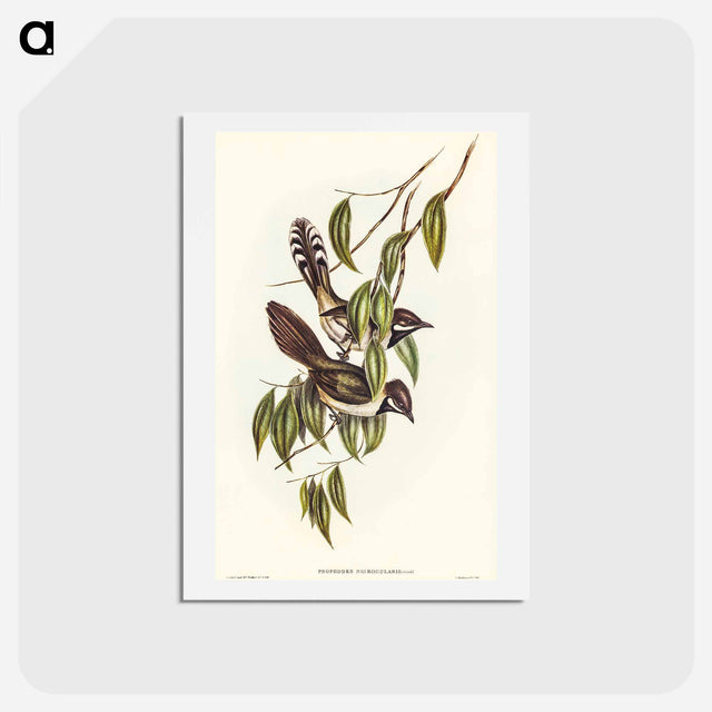 アートポストカード-Black-throated Psophodes
 - オーストラリアの鳥 Postcard.