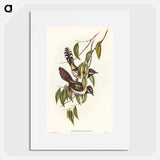 Black-throated Psophodes
 - オーストラリアの鳥 Poster.