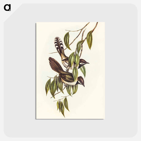 アートポストカード-Black-throated Psophodes
 - オーストラリアの鳥 Postcard.