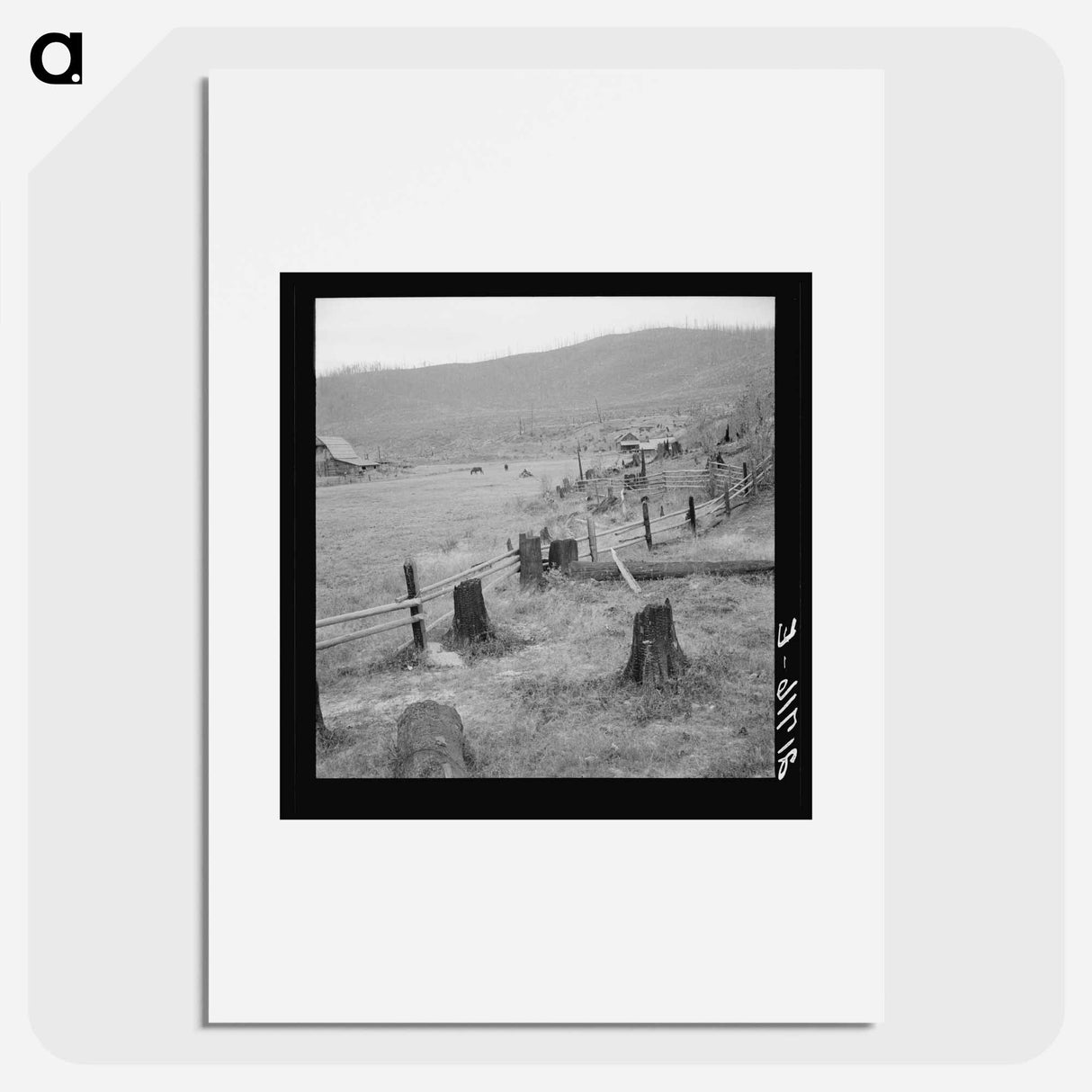 Fenced pasture on cut-over farm - Dorothea Lange Poster.