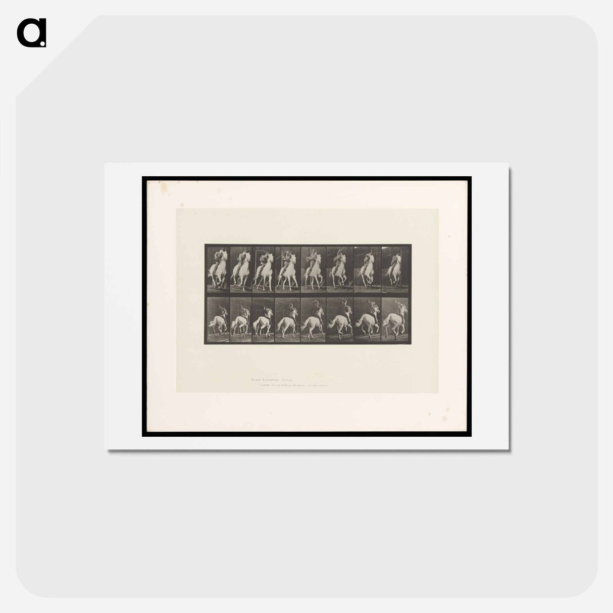 アートポストカード-Man on Horse
 - エドワード マイブリッジ Postcard.