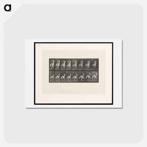 アートポストカード-Man on Horse
 - エドワード マイブリッジ Postcard.