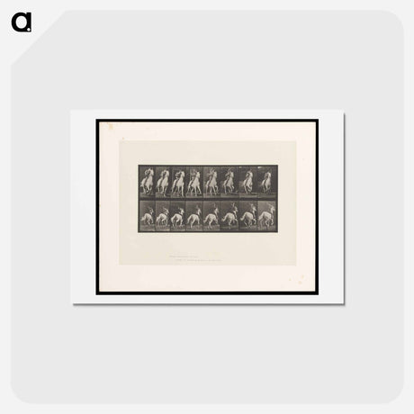 アートポストカード-Man on Horse
 - エドワード マイブリッジ Postcard.