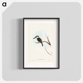 アートポスター-Red-backed Halcyon
 - ジョン グールド Poster.