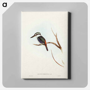 アートパネル-Red-backed Halcyon
 - ジョン グールド Canvas.
