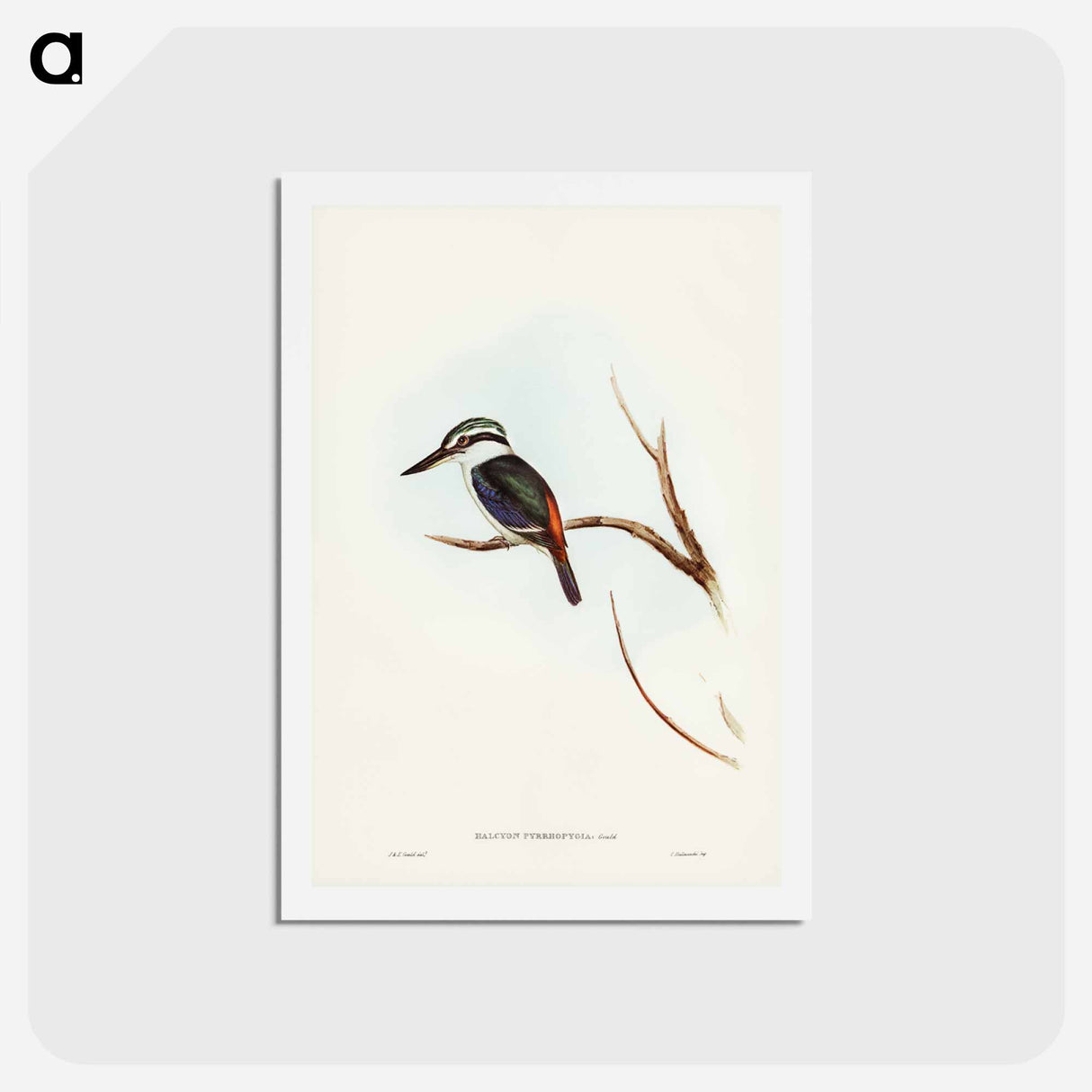 アートポストカード-Red-backed Halcyon
 - ジョン グールド Postcard.