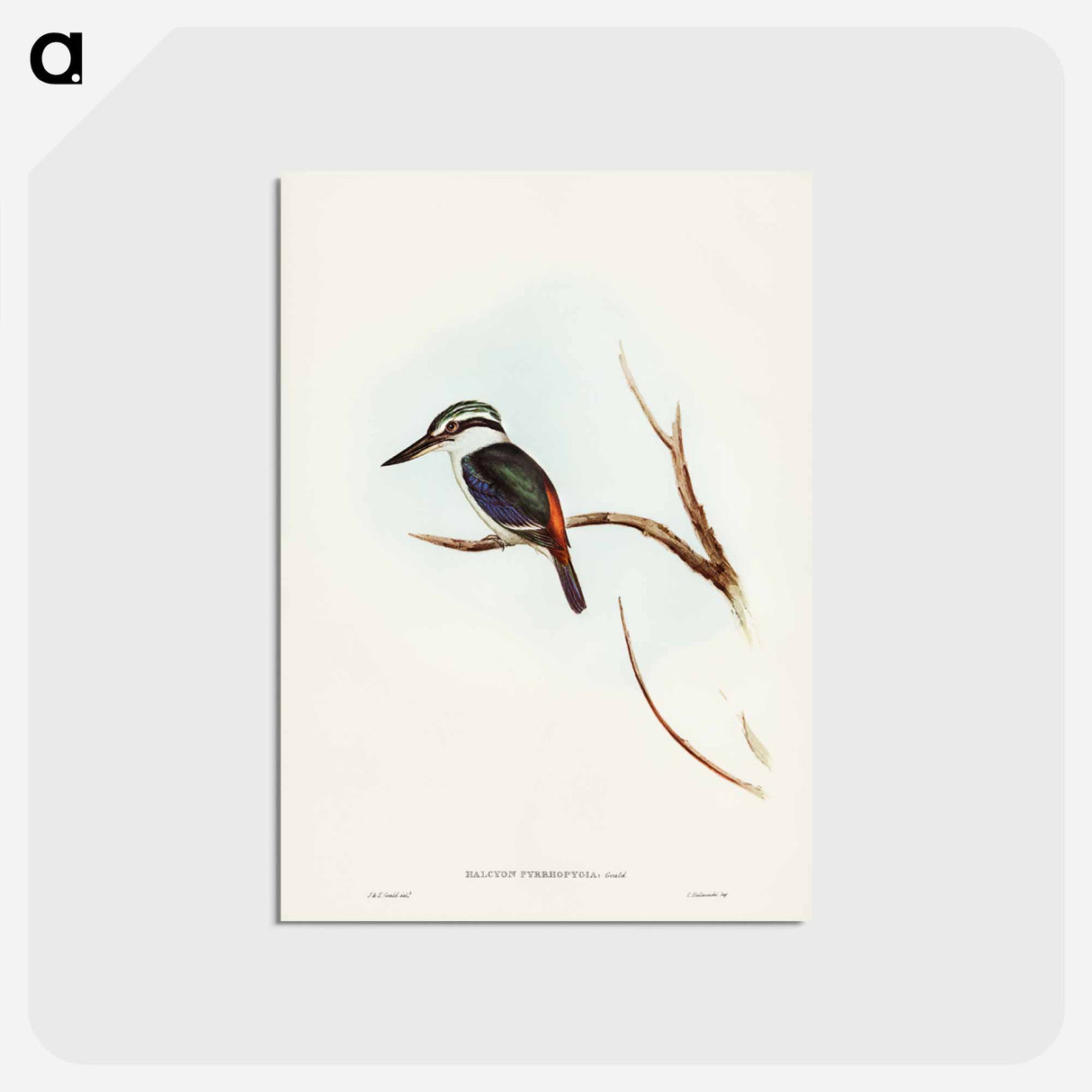 アートポストカード-Red-backed Halcyon
 - ジョン グールド Postcard.