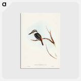 アートポストカード-Red-backed Halcyon
 - ジョン グールド Postcard.