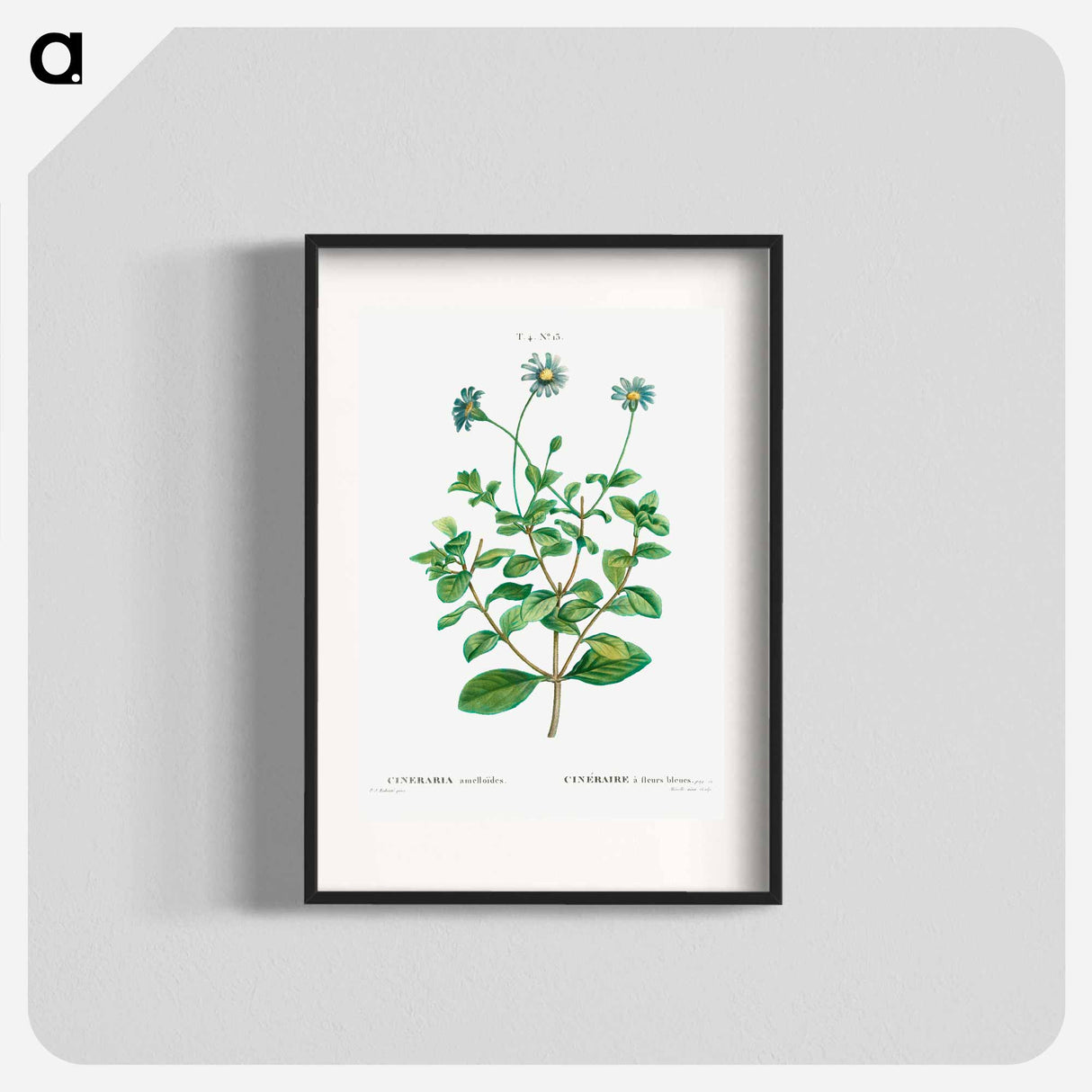 Blue marguerite - Pierre Joseph Redouté Poster.